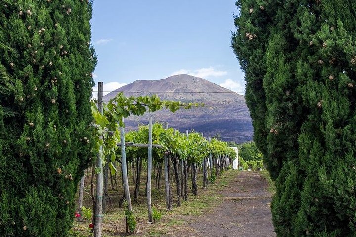 Organic Wine Tasting & Lunch on Vesuvius with Transfer from Naples - Image 3
