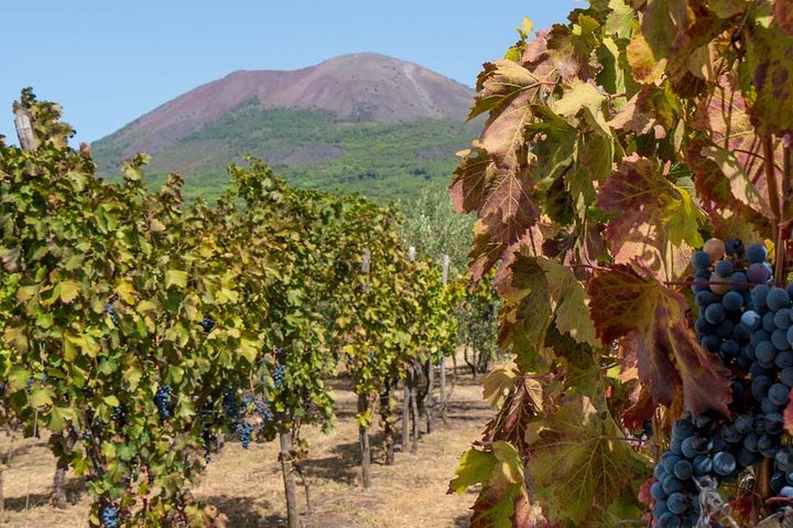 Pompeii and Herculaneum SkipTheLine with Lunch&WineTasting from Naples Port - Image 5