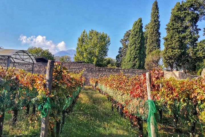 Pompeii and Wine Tasting Tour at the slopes of the Mt Vesuvius - Image 3