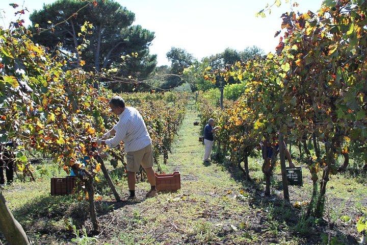 Pompeii and Wine Tasting Tour at the slopes of the Mt Vesuvius - Image 2