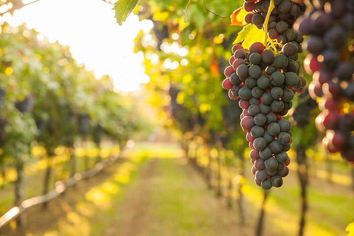 Pompeii and Wine Tasting Tour at the slopes of the Mt Vesuvius - Image 1