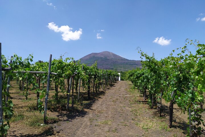 Pompeii Herculaneum and Wineries day tour from Naples - Image 5