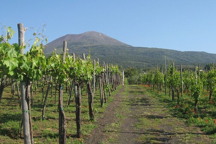 Pompeii Sorrento and Wine Tasting Tour from Naples - Image 5