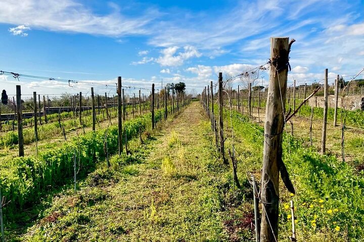 Pompeii tour and wine tasting - Image 5