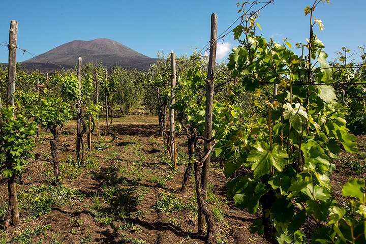 Pompeii with Wine Tasting and Lunch from Naples - Image 2