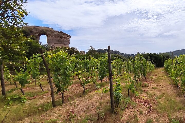 Private Conventional and Natural winery tasting tour with sommelier and transfer - Image 2