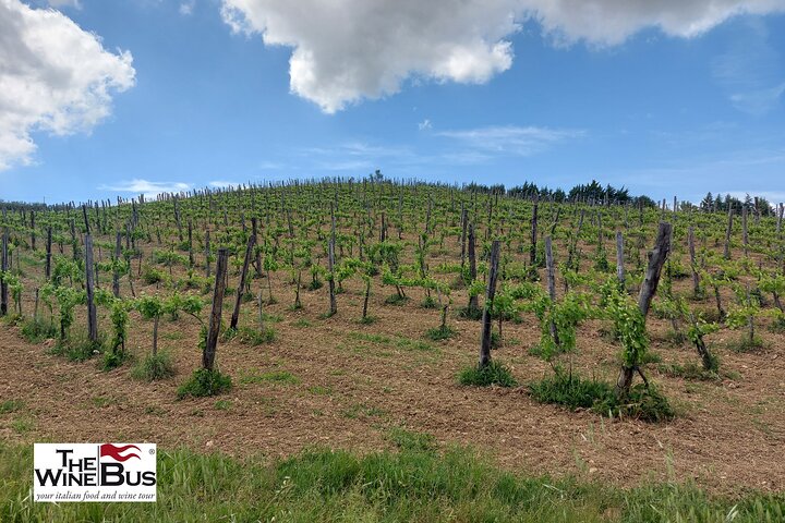 Private Irpinia Wine Tour from NAPLES with sommelier - Image 3