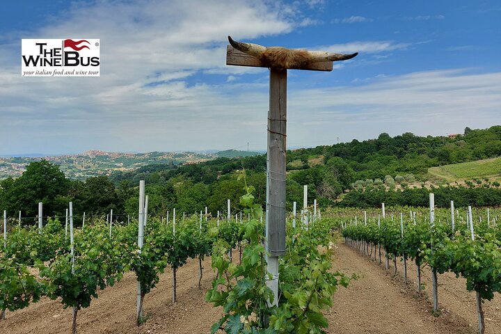 Private Irpinia Wine Tour from NAPLES with sommelier - Image 5