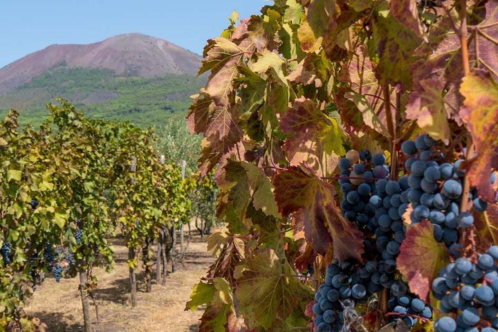 Private Mt Vesuvius and Pompeii with Lunch and Wine Farm Experience  - Image 1