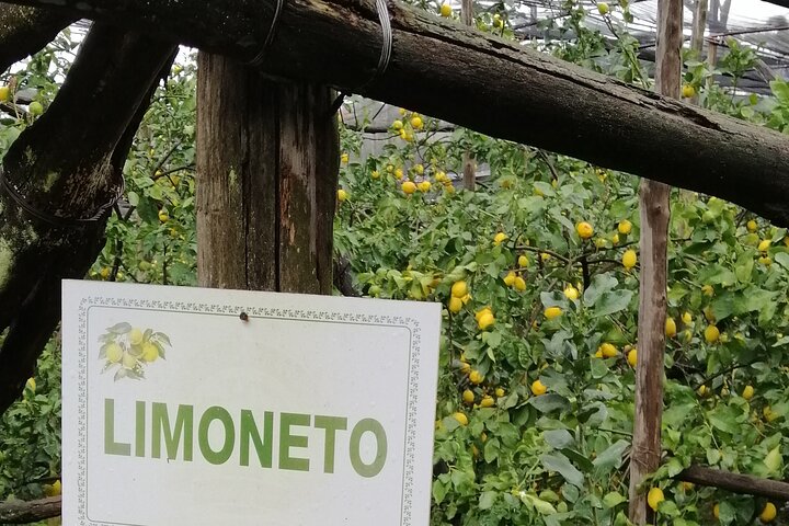 private tour to Pompei Sorrento and Positano - Image 1