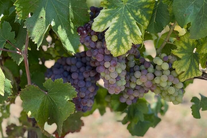 Private Trip to Pompeii with Lunch and Wine Tasting. - Image 3