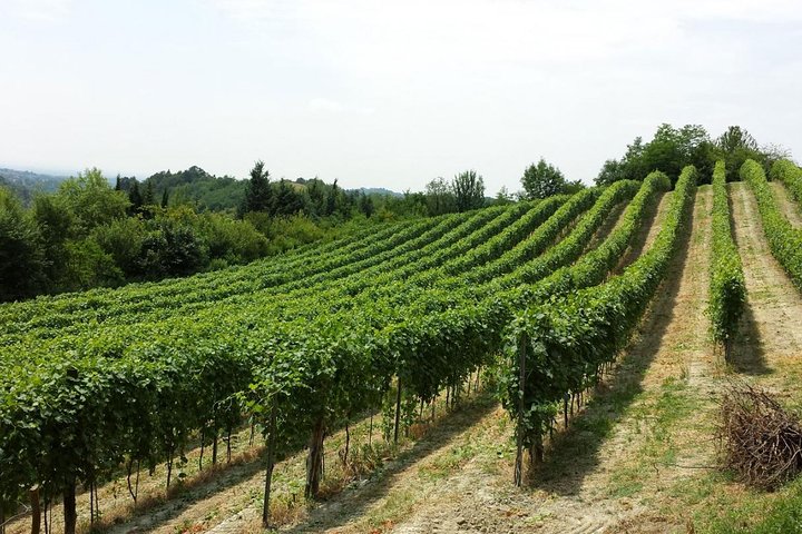 Ravello With A Wine Tasting Stop - Image 5
