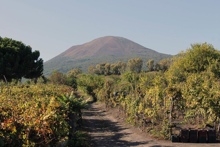 Vesuvius, Pompeii (private guide),vineyards and winery tour, lunch wine taste . - Image 2