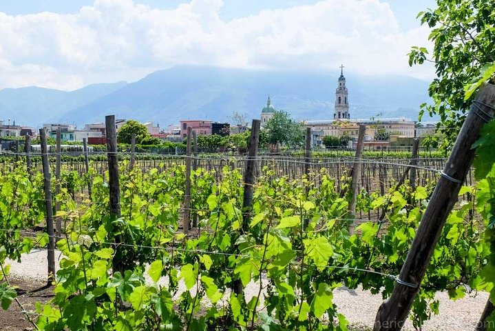 Vesuvius, Pompeii (private guide),vineyards and winery tour, lunch wine taste . - Image 4