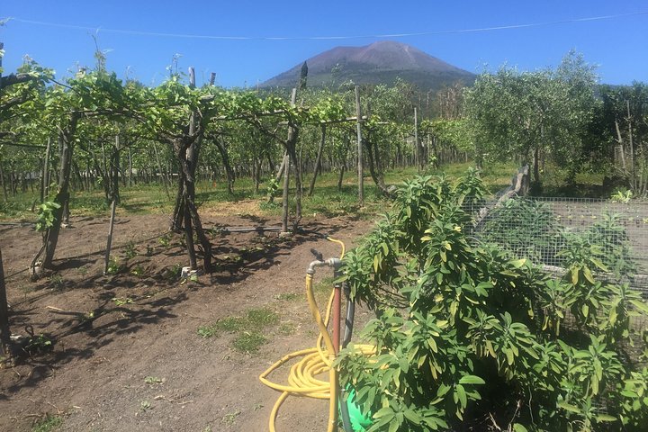Vesuvius wine tour - Image 5