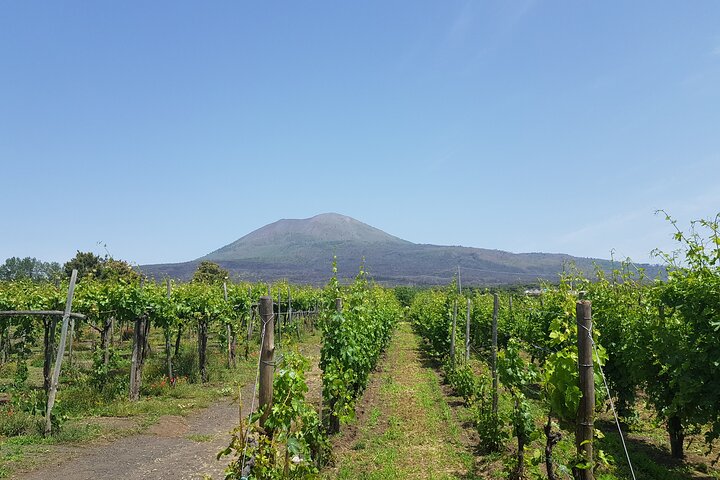 Wine tasting in the Vesuvius National Park - Image 3