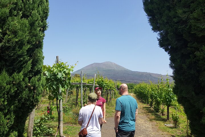 Wine tasting in the Vesuvius National Park - Image 2