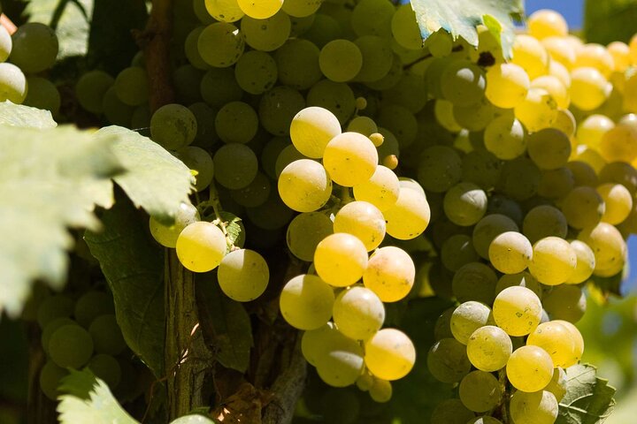 Wine Tasting on Mount Vesuvius - Image 2