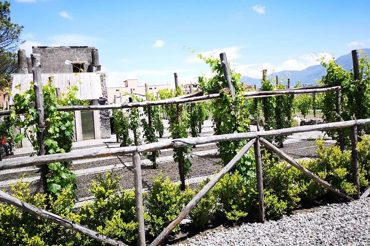 Wine tasting & Vesuvio vulcano - exclusive experience all inclusive - Image 2