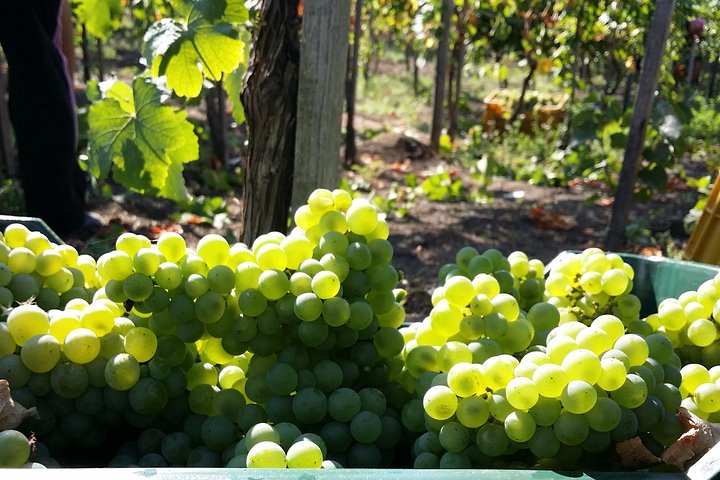 Wine Tour and Lunch with Winetasting and Vineyard Visit - Image 2