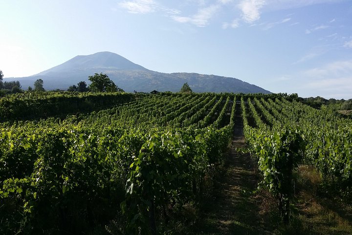 Wine Tour and Lunch with Winetasting and Vineyard Visit - Image 1
