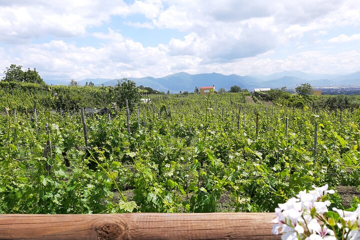 Wine Tour and Lunch with Winetasting and Vineyard Visit - Image 4