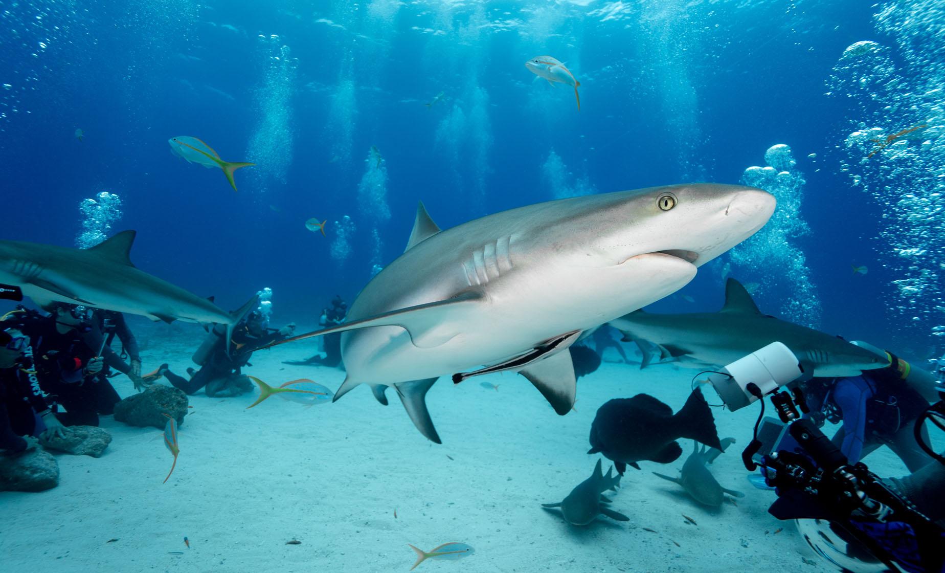 2 Tank - Certified Shark Dive - Image 1