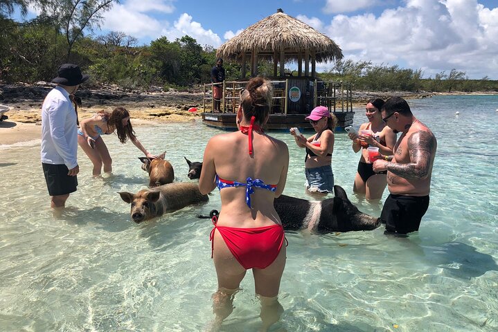 Cruisin Tiki Swimmin Pigs Booze Crooze Lunch+All U can drink bar - Image 1