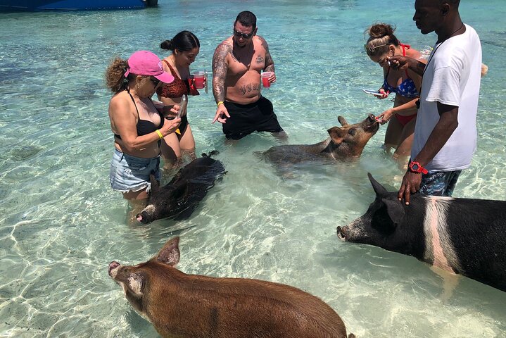 Cruisin Tiki Swimmin Pigs Booze Crooze Lunch+All U can drink bar - Image 2