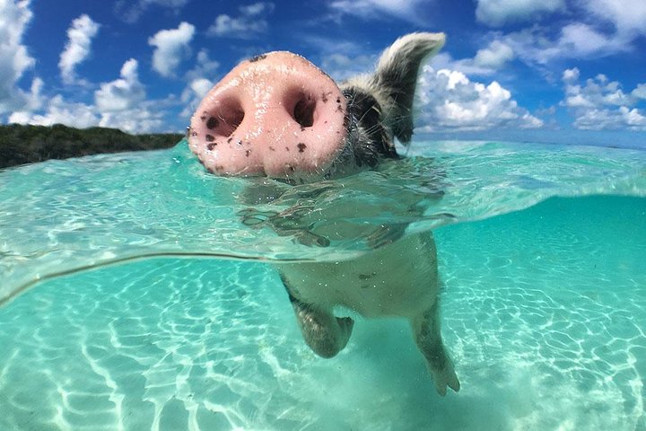 Full-Day Small-Group Tour to Pig Beach in the Bahamas by Powerboat - Image 2