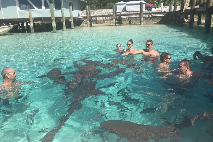 Full-Day Small-Group Tour to Pig Beach in the Bahamas by Powerboat - Image 3