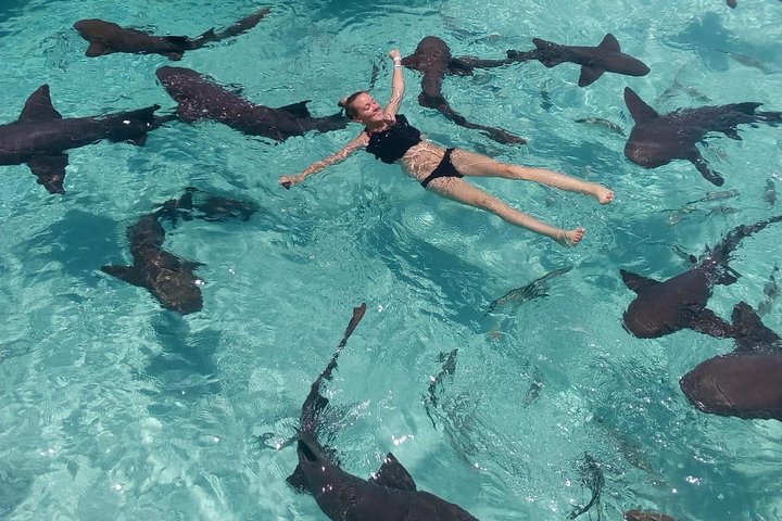 Full-Day Small-Group Tour to Pig Beach in the Bahamas by Powerboat - Image 5