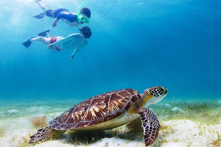 Half-Day at Green Cay Bahamas Snorkeling with Turtles - Image 3