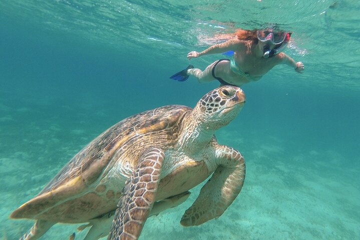 Half-Day at Green Cay Bahamas Snorkeling with Turtles - Image 1
