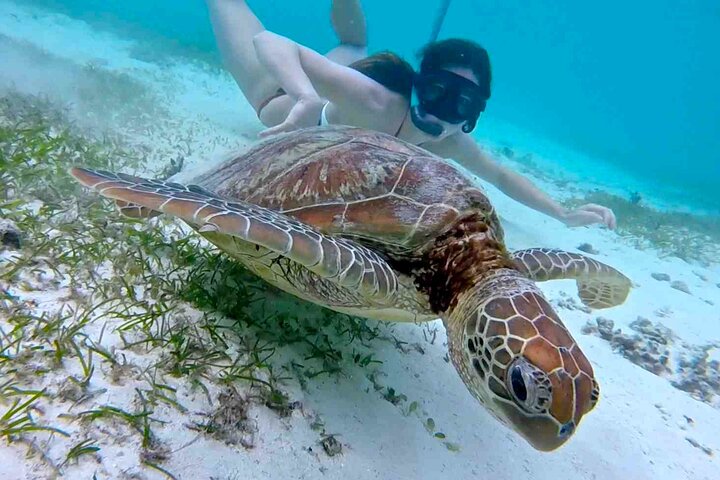 Half-Day at Green Cay Bahamas Snorkeling with Turtles - Image 2