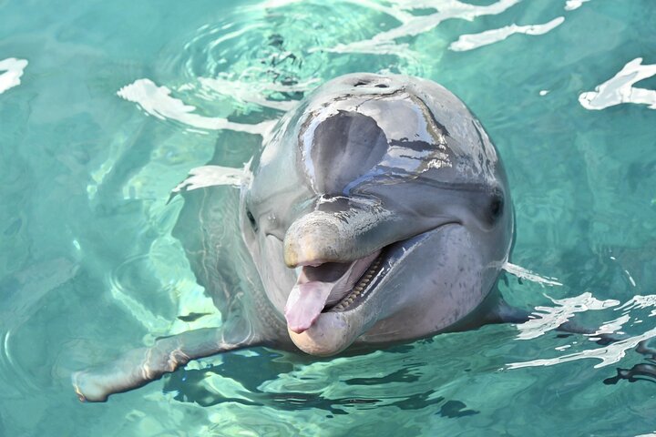 Island Adventure Guided Tour in Bahamas  - Image 1