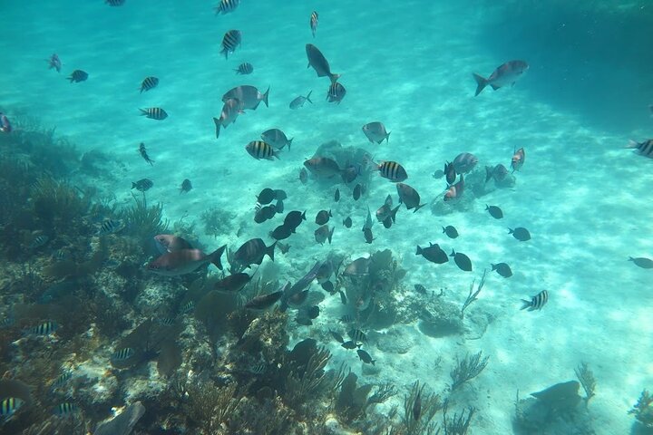 Island Adventure Guided Tour in Bahamas  - Image 4