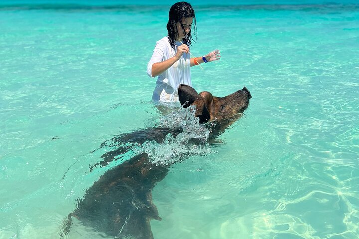 Swimming Pigs Encounter - Pigs can’t fly, but they do swim! - Image 5