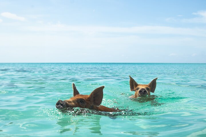 Swimming Pigs Encounter - Pigs can’t fly, but they do swim! - Image 1
