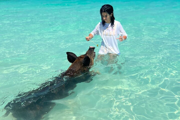 Swimming Pigs Encounter - Pigs can’t fly, but they do swim! - Image 3