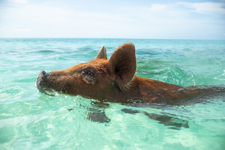 Swimming Pigs Encounter - Pigs can’t fly, but they do swim! - Image 4