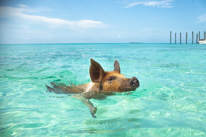 Swimming Pigs Encounter - Pigs can’t fly, but they do swim! - Image 2