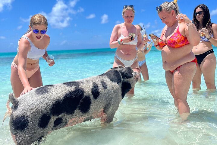 Swimming Pigs Tour on Rose Island - Image 1