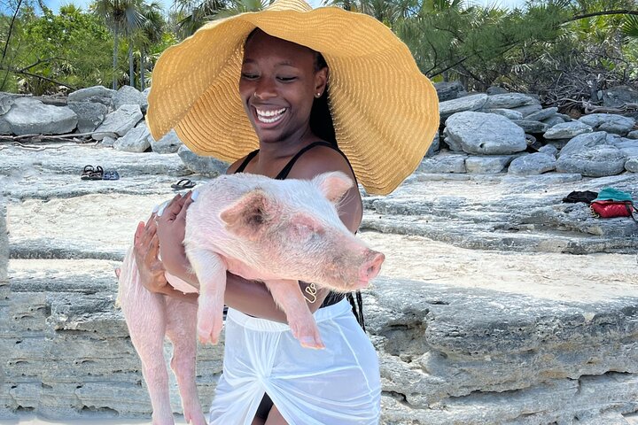 Swimming Pigs Tour on Rose Island - Image 2