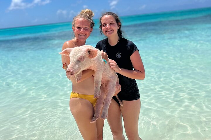 Swimming Pigs Tour on Rose Island - Image 4