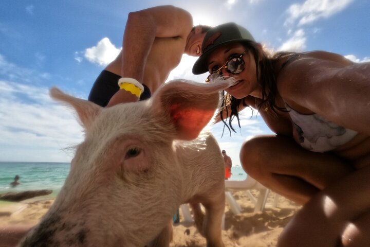Ultimate SeaXscape Swim with Pigs/Turtles/snorkel/Lunch/Shuttle - Image 4