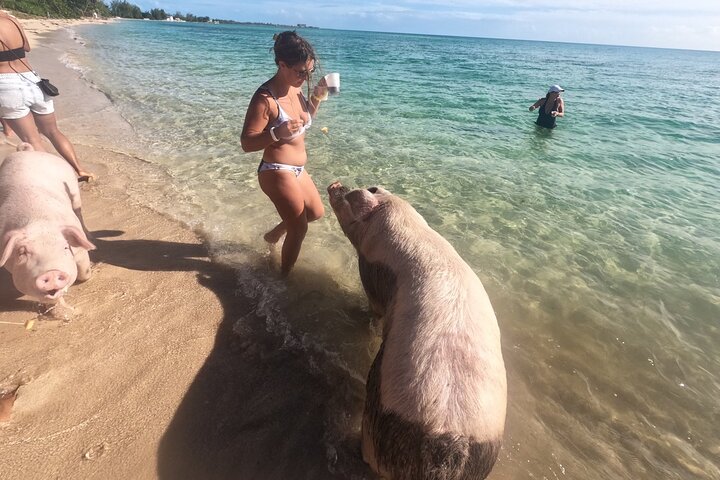 Ultimate SeaXscape Swim with Pigs/Turtles/snorkel/Lunch/Shuttle - Image 2
