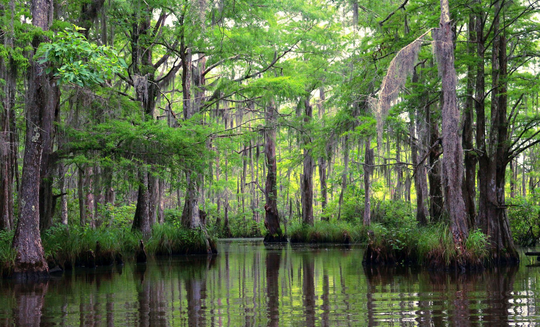 Bayou and Swamp Tour - Image 1