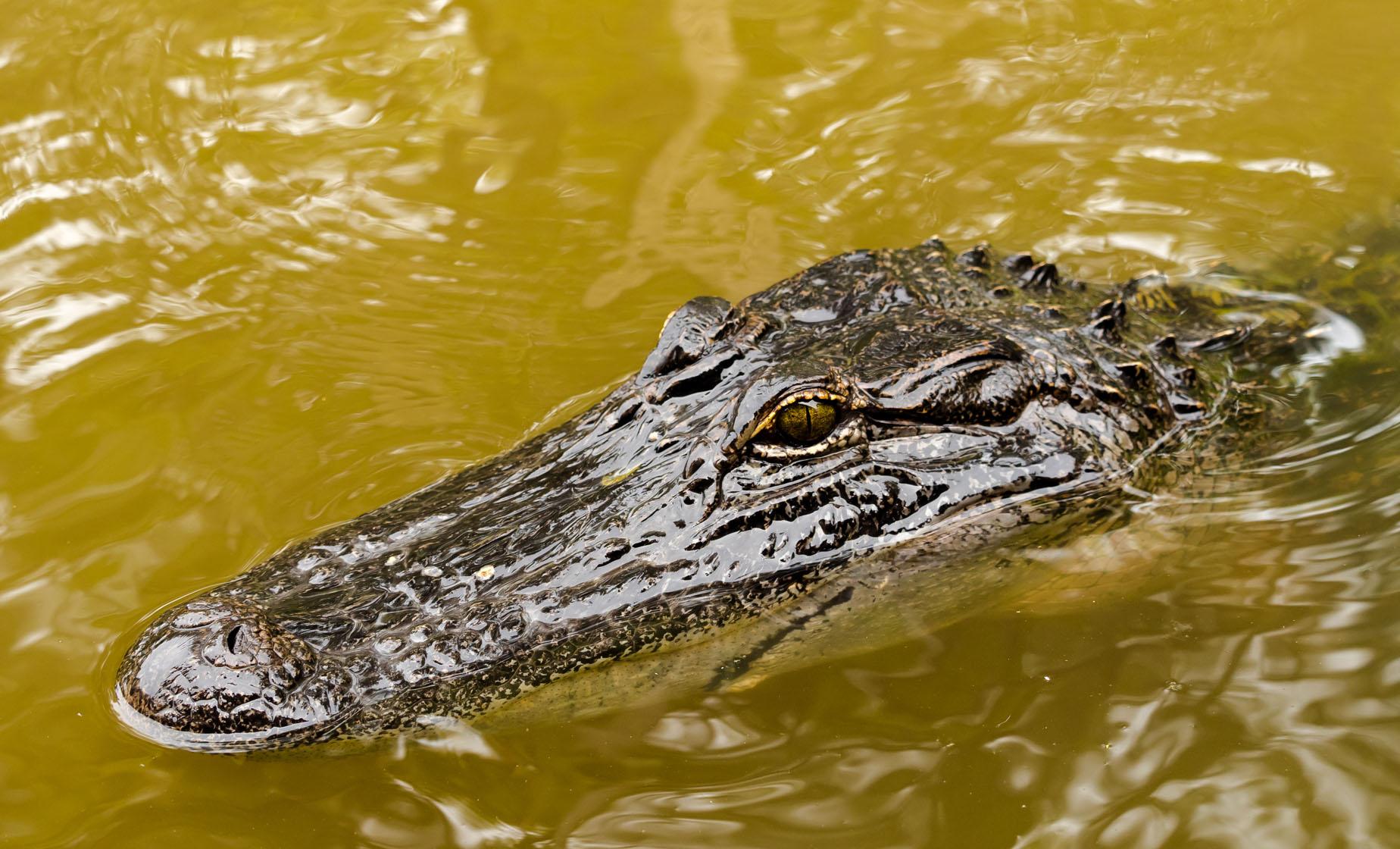 Honey Island Swamp Day Tour - Image 1