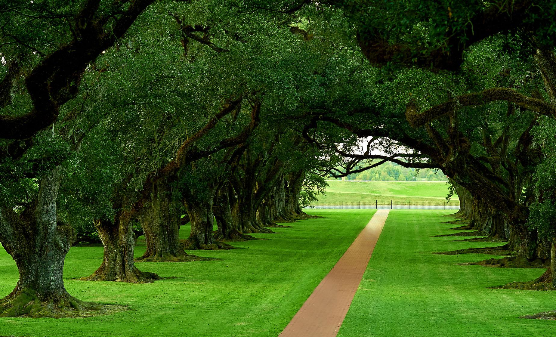 Oak Alley Plantation Tour - Image 1
